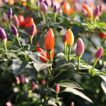 NuMex Twilight chilli peppers growing on plant